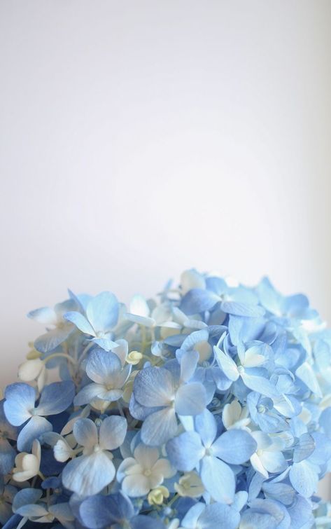 Hydrangea Wallpaper, Peonies And Hydrangeas, Everything Is Blue, Peony Wallpaper, Light Blue Aesthetic, Blue Aesthetic Pastel, Light Blue Flowers, Cool Backgrounds Wallpapers, Abstract Iphone Wallpaper