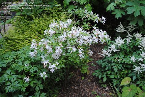 swamp azalea | Full size picture of Swamp Azalea, Swamp Honeysuckle, Clammy Azalea ... Swamp Azalea, Canning Garden, Hydrangea Serrata, Garden Goals, Milkweed Plant, Florida Landscaping, Azalea Flower, Ideas For Gardens, Garden Plan