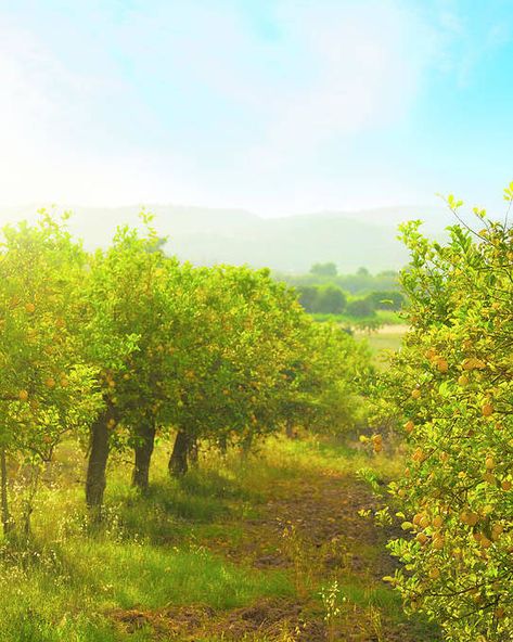 Lemon Orchard, Lemon Farm, Apples Photography, Orchard Garden, Orchard Tree, Hawthorn Tree, Forest Drawing, Mediterranean Landscaping, Lemon Tree