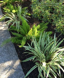 Landscape Work - Transitional - Landscape - Austin - by Integrity Landscape Services LLC. | Houzz NZ Foxtail Fern Landscaping Ideas, Foxtail Fern Landscaping Front Yards, Dianella Variegata, Foxtail Fern Landscaping, Foxtail Fern, Plants Under Trees, Mediterranean Landscape, Ferns Garden, Drought Tolerant Garden