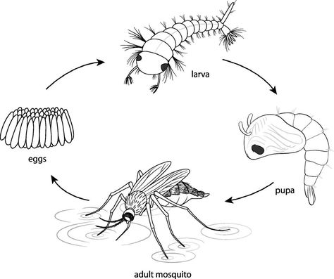 Doodle of mosquito life cycle diagram Life Cycle Drawing, Life Cycle Of A Mosquito, Mosquito Drawing, Mosquito Life Cycle, Cycle Drawing, Ideas Jardin, 2nd Grade Science, Perspective Drawing Architecture, Drawing Architecture