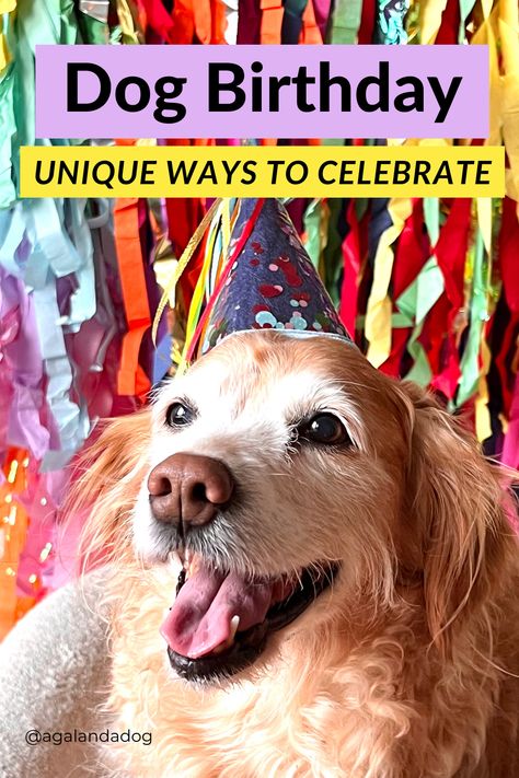 A golden retriever dog birthday celebration. What To Get Your Dog For Birthday, Dog Retirement Party, Senior Dog Birthday Party, Ideas For Dogs Birthday, Senior Dog Birthday, Senior Dog Birthday Photoshoot, Sweet 16 Dog Birthday, Dog 10th Birthday Party, Dog Birthday Picture Ideas