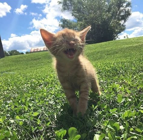 Mamaaaaa !!!! Orange Tabby Cats, Orange Cats, Kitten Pictures, Cute Cat Gif, Cat Walk, Cute Cats And Dogs, Silly Cats, Pretty Cats, Beautiful Cats