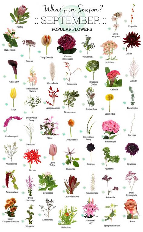 Seasonal Flowers By Month, Flower Seasons, Flowers In Fall Season, Flowers Of September, Fall Flowers In Season October, Flowers Guide, Flowers Information, Fall In Season Flowers, All Different Types Of Flowers