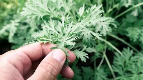 Wormwood: Benefits, Dosage, and Side Effects Wormwood Benefits, Wormwood Plant, Artemisia Absinthium, Artemisia Annua, Sweet Annie, Absinthe, Medicinal Herbs, Medicinal Plants, Herbal Medicine