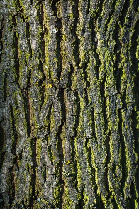 Texture In Nature, Texture Reference, Tree Bark Texture, Natural Photo, Bark Texture, Inspiration Nature, Texture Inspiration, Texture Photography, Tree Trunks