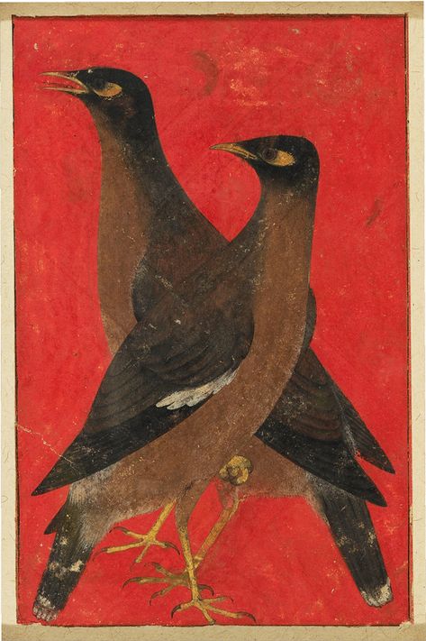 Two myna birds · Howard Hodgkin Myna Birds, Mughal Miniature Paintings, Mughal Paintings, North India, Eastern Art, Indian Paintings, Bird Illustration, Miniature Art, Birds Painting