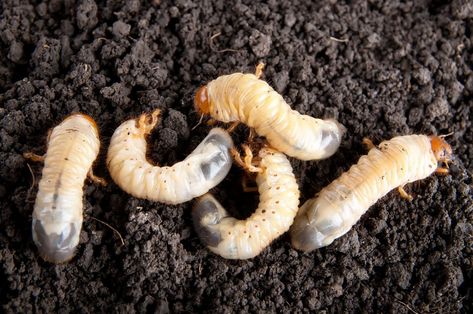 How to Get Rid of Garden & Lawn Grubs Naturally (Guide) | Install-It-Direct Grub Worms, Japanese Garden Decor, Lawn Pests, Garden Pest Control, Healthy Lawn, Better Homes And Garden, White Gardens, Garden Pests, Garden Tips