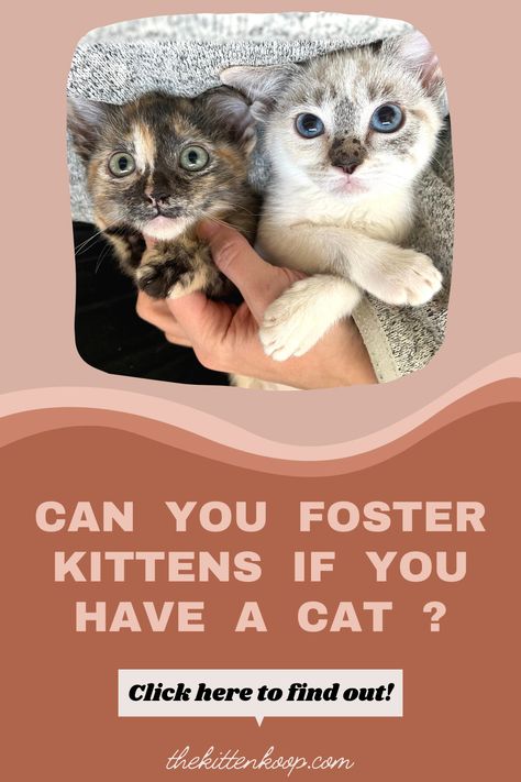 Kitten Fostering, Cat Foster, How To Introduce Cats, Fostering Kittens, Royal Love, Multiple Cats, Jackson Galaxy, Bullet Art, Foster Cat