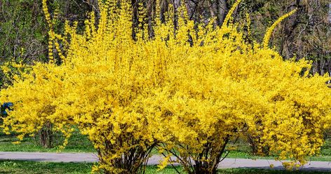 Weeping Forsythia Growing Tips | Gardener’s Path Perennial Bushes, Forsythia Bush, Yellow Perennials, Full Sun Shrubs, Albizia Julibrissin, Low Maintenance Shrubs, Ground Cover Plants, Flowering Shrubs, Evergreen Shrubs