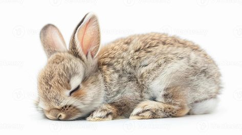 A sleeping baby rabbit, isolated on white background Wild Baby Rabbits, Rabbit Sleeping, Bunny Sleeping, Wild Bunny, Jinx Cosplay, Sleeping Bunny, Rabbit Drawing, Sleeping Animals, Baby Rabbit