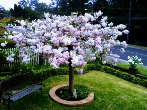 Garden With Cherry Blossom Trees, Japanese Cherry Blossom Landscape, Cherry Blossom Front Yard, Cherry Blossom Tree Landscape, Blossom Tree In Garden, Cherry Blossom Courtyard, Cherry Blossom Tree Backyard, Cherry Blossom Tree In Garden, Cherry Blossom Tree Garden