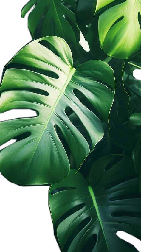 Aesthetic Wallpaper Green, Iphone Wallpaper Iphone, Iphone Wallpaper 4k, Wallpaper Aesthetic Wallpaper, Framed Leaves, Plant Background, Wallpaper Green, Leaf Images, Flower Iphone Wallpaper