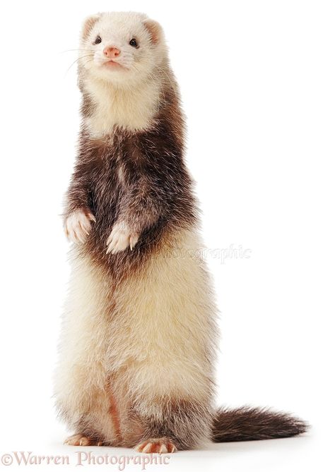 Ferret Standing, Ferret Diy, Ferret Nation Cage, Ferret Tattoo, Ferret Toys, Ferrets Care, Baby Ferrets, Funny Ferrets, A Ferret