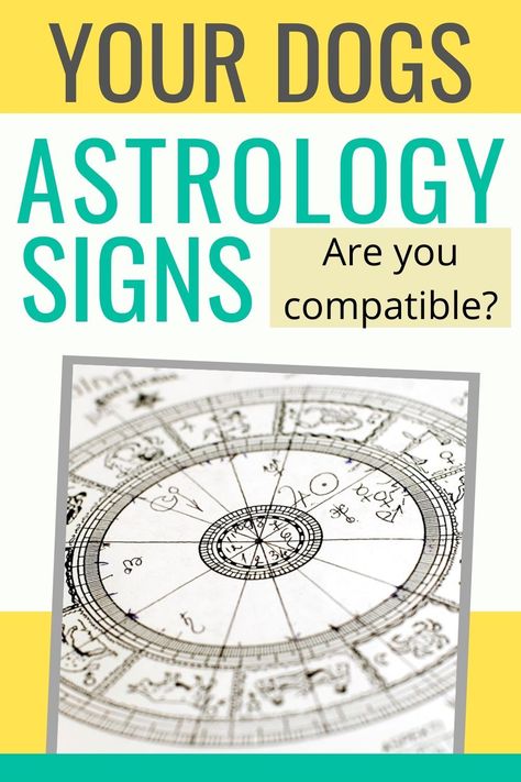 Are you compatible with your dog? Check your dogs astrology or zodiac signs. Dog Astrology, Frenchton Dog, Whoodle Dog, Dog Chinese Zodiac, Dog Zodiac, Smartest Dogs, Dog Cuddles, Dog Breeds List, Guilty Dog