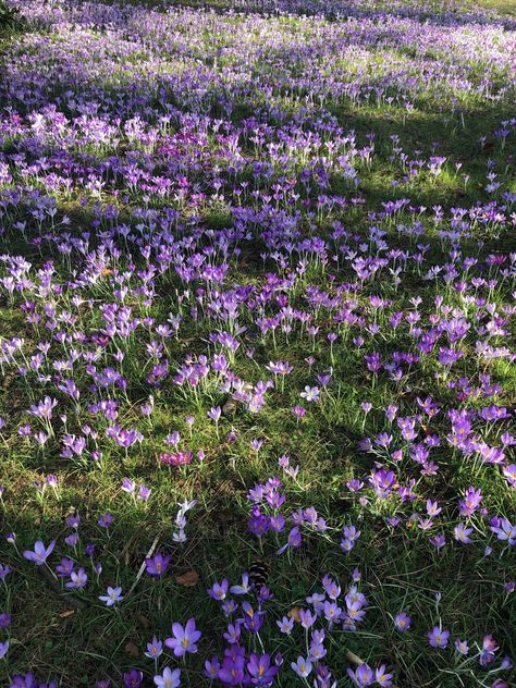 Twilight Flower Field, Eclipse Twilight, Sugar Flowers Tutorial, Light Purple Flowers, Purple And White Flowers, Desktop Background Images, Background Hd Wallpaper, Nothing But Flowers, Pink And Purple Flowers