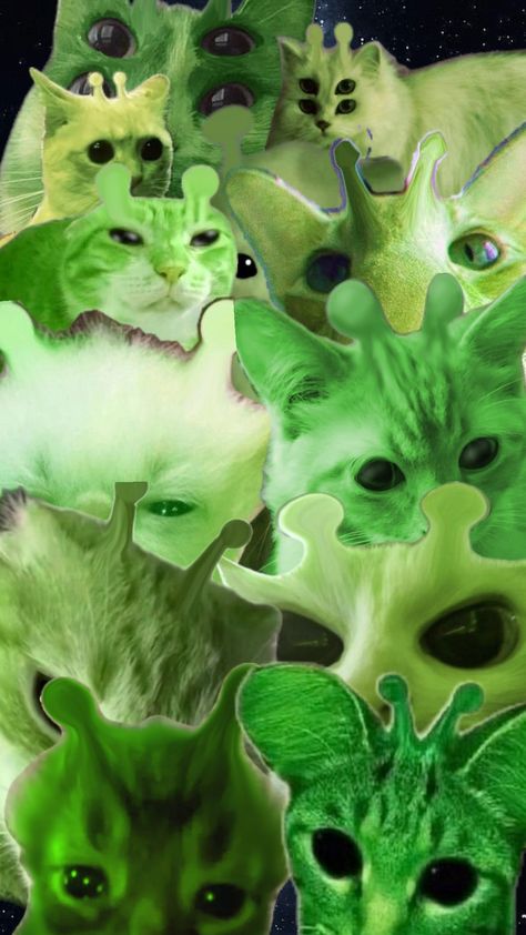 gnarp gnarp (this took me 5 seconds) | #gnarpy #gnarp #gnarpgnap #gnarpgnarp #greencat #greenaliencat #car #cutecar Boy Why You So Gnarp Gnarp, Gnarly Wallpaper, Gnarpy Wallpaper, Gnarpy Pfp, Alien Core, Gleep Glorp, Alien Wallpaper, Silly Alien, Gnarp Gnarp