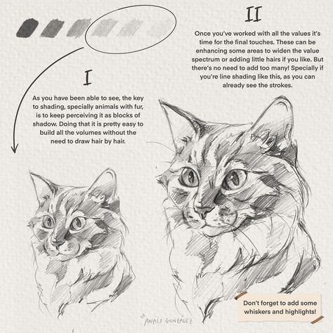 Cats Drawing Tutorial, How To Draw Cats, Drawing Dogs, Draw Cats, Warrior Drawing, Cat Drawing Tutorial, Cat Anatomy, Animal Illustration Art, Nature Sketch