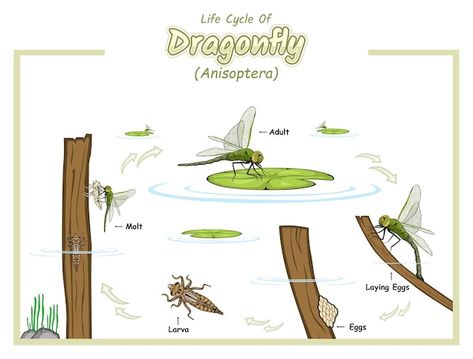 Dragon Fly Life Cycle, Dragonfly Habitat, Dragonfly Life Cycle, Science Anatomy, Anatomy Science, Dragonfly Illustration, Habitats Projects, Animal Life Cycles, Dragon Flys