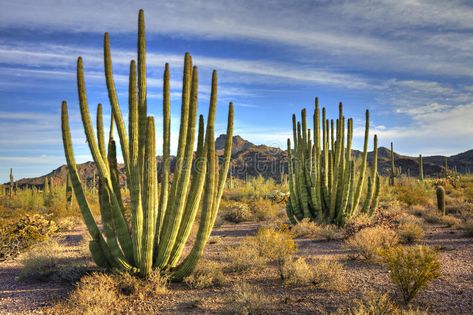 Cactus Arizona, Arizona Attractions, Organ Pipe Cactus, Saguaro National Park, Sonoran Desert, Desert Plants, Best Western, National Monuments, Hiking Trip