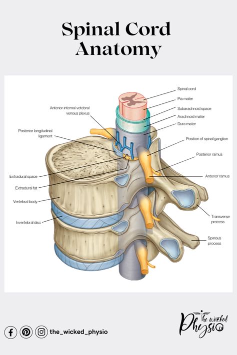 Spinal Cord Diagram, Spinal Chord, Nerve Structure, Spinal Cord Anatomy, Spine Anatomy, Dura Mater, Medical Illustrations, Physical Therapy Student, Lumbar Disc