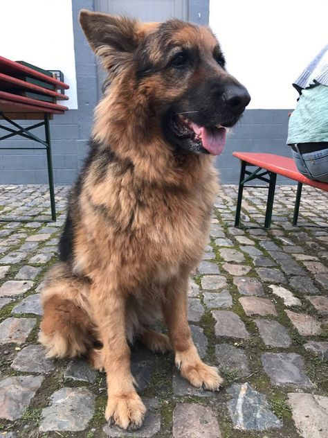 Photography Senior German Shepherd, Old German Shepherd, Horse Collection, Dog Meet, Really Cute Dogs, Book Aesthetics, New Dog, Shepherd Dog, Dog Breed