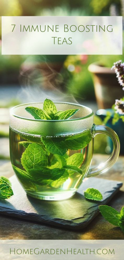 Immune boosting teas - Peppermint tea Build Up Immune System, Immune Boosting Tea, Build Immune System, Licorice Root Tea, Elderberry Tea, Echinacea Tea, Tea Health, Healthy Lungs, Tea Health Benefits