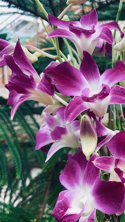 Purple Orchid Aesthetic, Orchid Flower Aesthetic, Orchid Aesthetic, Purple Orchid Bouquet, Nature Bouquet, Real Sketch, Orchid Photography, Aesthetic Dump, Light Purple Flowers