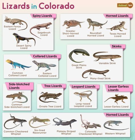 List of Lizards Found in Colorado – Facts with Pictures Types Of Lizards, Lizard Types, Lizard Species, Horned Lizard, Large Lizards, Gila Monster, Small Lizards, State Of Colorado, Animal Species