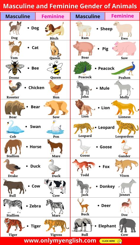 Masculine And Feminine Gender, Gender Of Animals, Animals List, Animals Name In English, English Word Book, English Learning Books, English Activities For Kids, Masculine And Feminine, Learning English For Kids