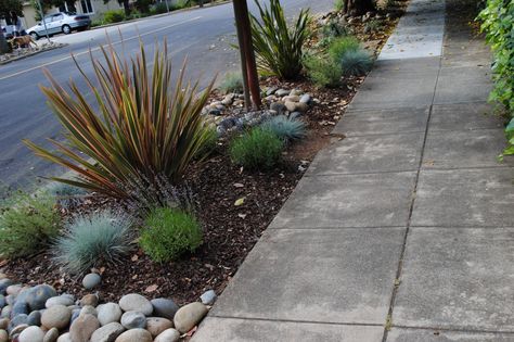 Sidewalk Landscaping, Front Yards Curb Appeal, Desert Life, Rain Garden, Front Yard Garden, Landscaping Tips, Landscaping With Rocks, Ornamental Grasses, Modern Landscaping