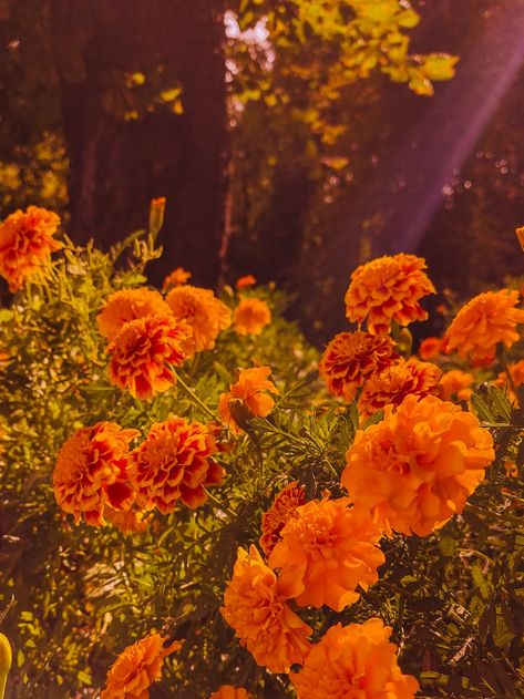 Orange flower in one of the day in September. Autumn 2023 Early September Aesthetic, Bright Fall Aesthetic, September Widget, Fall Flowers Aesthetic, Orange Cottagecore, 2024 Challenge, September Vibes, September Aesthetic, Pumpkin Flowers