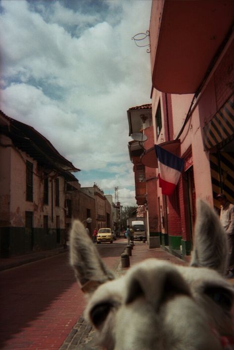 Llama selfie Llama Face, Llama Llama, Funny Llama, Llama Drama, Llama Alpaca, Cute Llama, Machu Picchu, Cute Creatures, Animal Photography