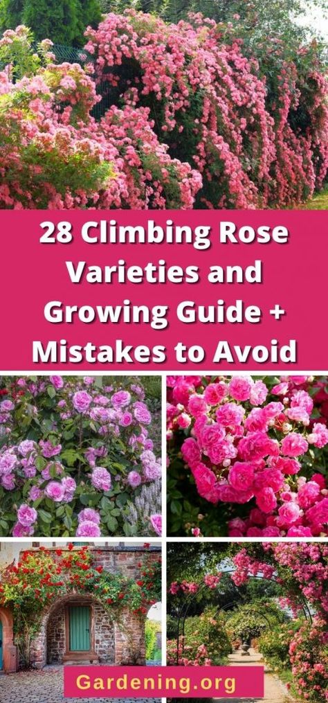 Rose Trellis Ideas, Thornless Climbing Roses, Pruning Climbing Roses, New Dawn Climbing Rose, Climbing Roses Trellis, Red Climbing Roses, Rose Plant Care, Tattoos Rose, Rose Garden Design