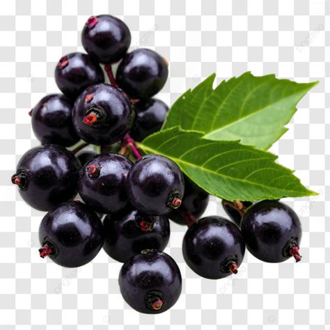 black elderberry fresh fruit with green leaves isolated fruit ai elderberry elderberry bunch png Black Elderberry, Fruits Drawing, Transparent Image, Png Transparent, Png Image, Fresh Fruit, Design Resources, Green Leaves, Ncaa