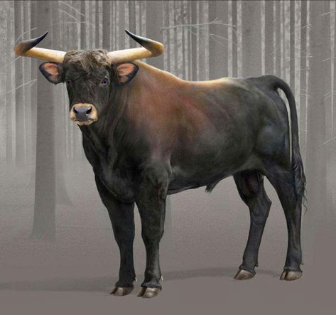 Wild Bull, Prehistoric Wildlife, Prehistoric World, Ancient Animals, Prehistoric Art, Paleo Art, A Bull, Extinct Animals, Prehistoric Creatures