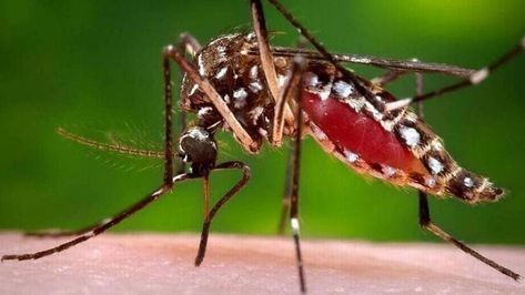 How bad are the mosquitoes at your place? West Nile Virus, Zika Virus, Mosquito Control, Termite Control, Yellow Fever, Insect Pest, Mosquito Bite, World Health Organization, Pest Control