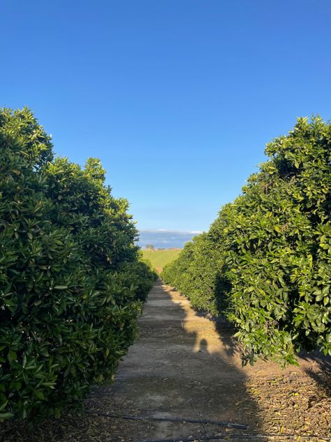 Merced California, San Joaquin Valley, Citrus Trees, Beautiful Places, Of My Life, Places To Go, Trees, My Life, California