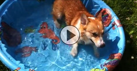 When Dexter’s mommy bought him this pool, she had no idea he’d be THIS excited! Dexter was adopted through an organization called Habitat for Hounds. They found him abandoned, underweight, and with a terrible skin disease. Fortunately he made a … Corgi Gif, Splish Splash, Birthday Happy, That Moment When, Cool Pets, Sweet Animals, Mans Best Friend, I Love Dogs, Puppy Love