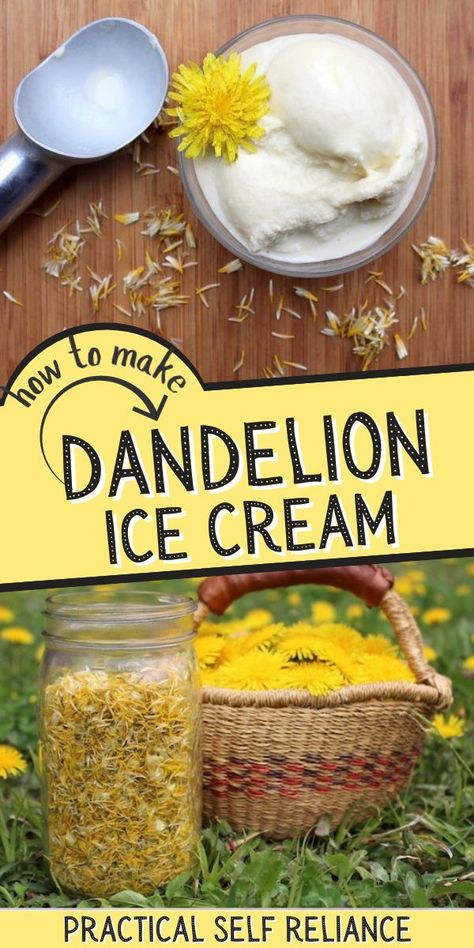 If wild dandelion wine captures the essence of summer for adults, then dandelion ice cream sums it up for kids. This flower infused treat is sweetened with honey. All you need is one cup of foraged dandelion petals, which should be available on any respectable pesticide-free lawn. Dandelion Honey, Dandelion Wine, Honey Ice Cream, Edible Flowers Recipes, Wild Food Foraging, Foraging Recipes, Foraged Food, Dandelion Recipes, Dandelion Flower