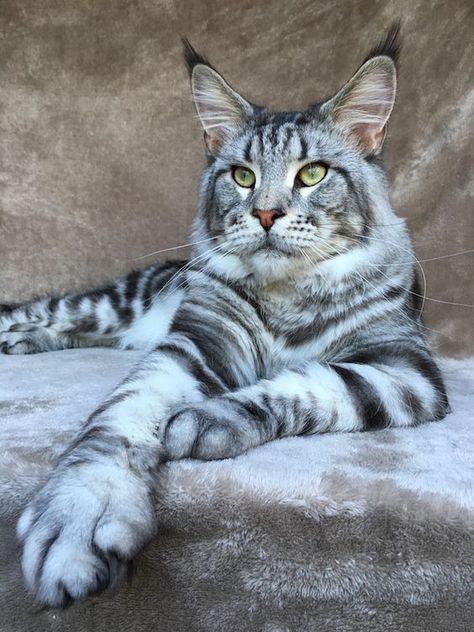 Maine Coon, A Cat, Maine, White