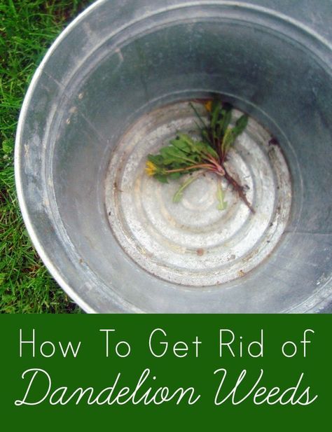 How To Get Rid of Dandelion Weeds - no chemicals ( essentially just pulling them ) Apartment Therapy Tutorials Get Rid Of Dandelions, Pest Control, Apartment Therapy, Organic Gardening, Vegetable Garden, Chemicals, Dandelion, Outdoor Gardens, Im Not Perfect