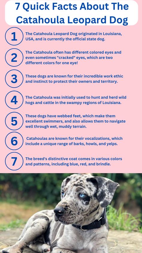 The Catahoula Leopard Dog is an interesting dog with a lot of history. They are a unique and versatile breed that has captured the hearts of dog owners worldwide. See the full post on our website! Leopard Dog Catahoula, Catahoula Dog, Catahoula Leopard Dog Facts, Catahoula Leopard Dog Puppy, Leopard Facts, Catahoula Leopard Hound, Catahoula Leopard Dog Mix, Service Dogs Breeds, Louisiana Catahoula Leopard Dog