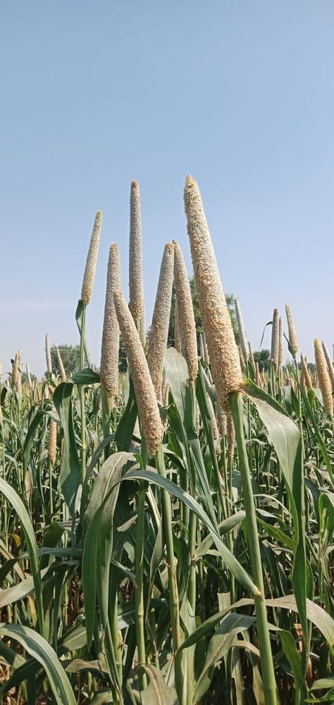 Nutranta Pearl Millet Seeds Pearl Millet, Millet, Botany, Cactus Plants, Cactus, Seeds, Plants