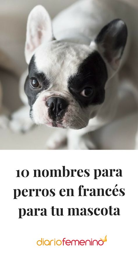 Si te gusta el francés, ponle alguno de estos nombres a tu perro #mascotas #DiarioFemenino French Bulldog, Bulldog, Puppies, Dogs, Animals