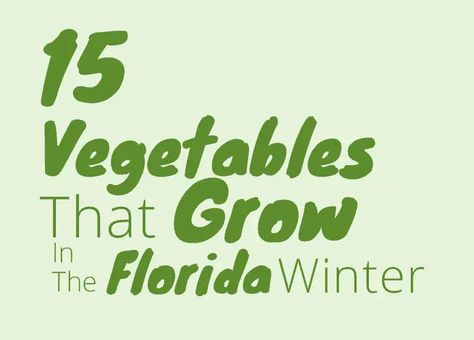 Best Vegetables To Grow During The Florida Winter Best Vegetables To Grow, Florida Winter, Winter In Florida, Winter Garden Florida, Best Vegetables, Vegetables To Grow, Winter Vegetables Gardening, Northern Florida, Winter Gardening