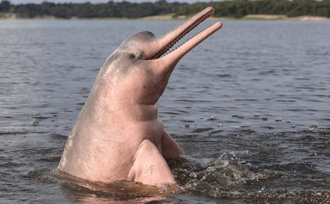 Pink Amazon River Dolphin, Amazon River Dolphin, Amazon Rainforest Animals, Pink River Dolphin, River Turtle, Pink River, River Dolphin, Rainforest Animals, Pink Dolphin