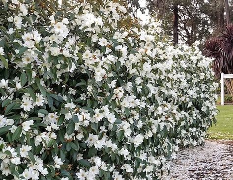 Why you should plant a hedge - Anthony Tesselaar Plants Fairy Magnolia, Bulb Planting Tools, Perennial Bulbs, Daffodil Bulbs, Perennial Shrubs, Orchid Pot, Indoor Plant Care, Plant Protection, White Magnolia