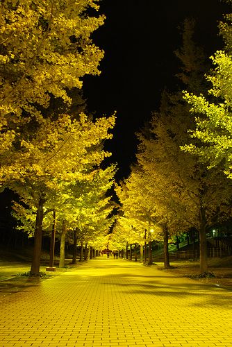 Black Yellow Aesthetic, Yellow Black Aesthetic, Yellow And Black Aesthetic, Yellow Black Wallpaper, Black And Yellow Aesthetic, Yellow Sari, Yellow Road, Office Pictures, The Wonderful Wizard Of Oz