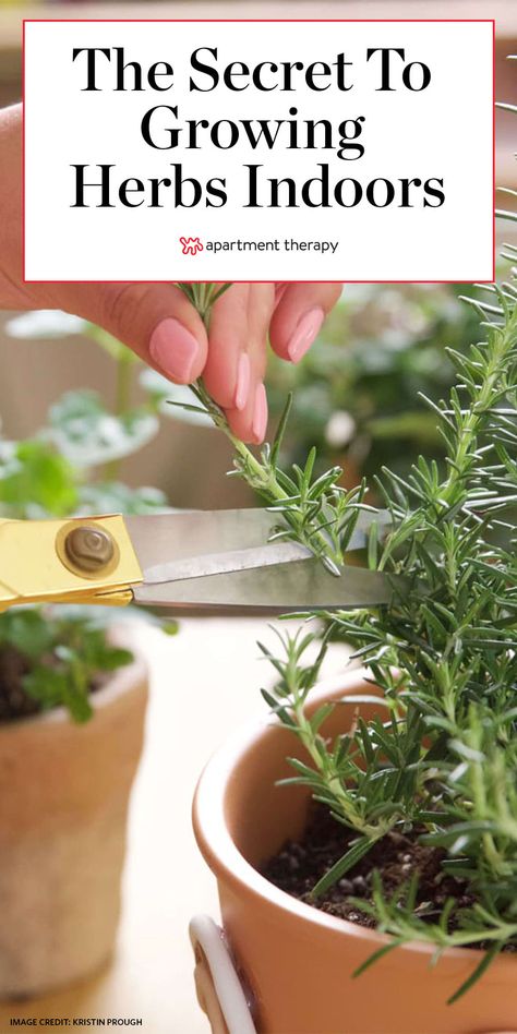 How to Grow Herbs Indoors | Apartment Therapy Grow Herbs Indoors, How To Grow Herbs, Growing Herbs Indoors, Grow Herbs, Herb Garden In Kitchen, Diy Herb Garden, Kitchen Herbs, Meteor Garden 2018, Inside Plants